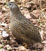 Coturnix Quail