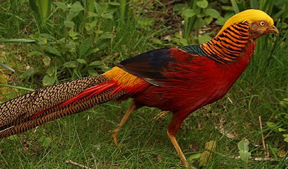 Red-Golden-Pheasant-Male.jpg