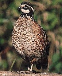 bobwhite quail