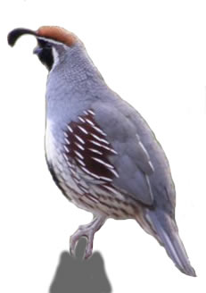 Gambles Quail