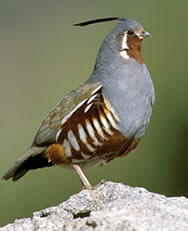 Mountain Quail