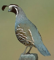 Valley Quail