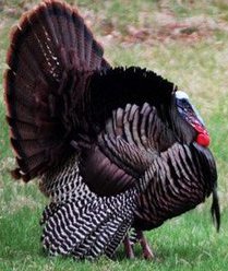 Wild Turkey