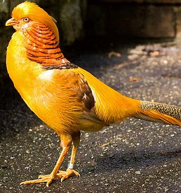 Yellow Golden Pheasant